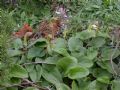 Arisarum vulgare
